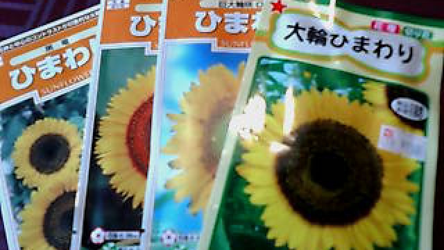 sunflower